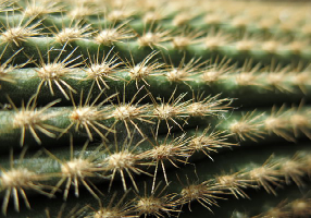 cactus glochids wikimedia