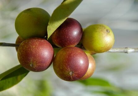 Camu Camu berries aren't widely known, but perhaps they should be! This small berry has got many purported health benefits and comes in a variety of different forms.