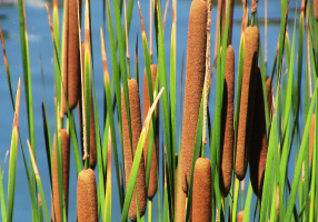 cattails