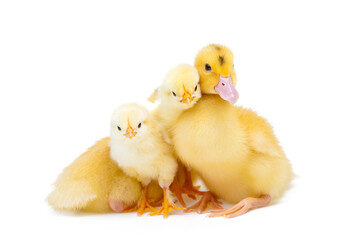 chicksandducklings