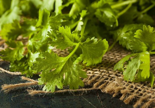 If you aren't already including cilantro in your diet (and your garden), it is time to start thinking about it for a number of reasons.