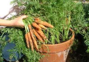 container-garden