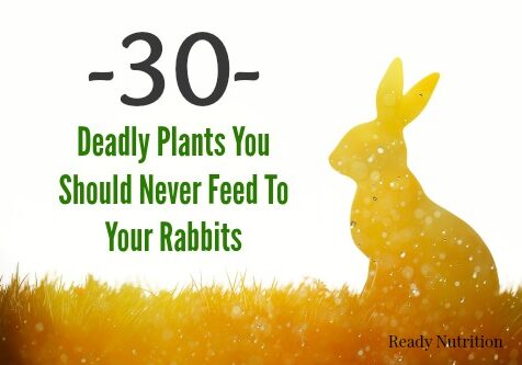 deadly rabbit food