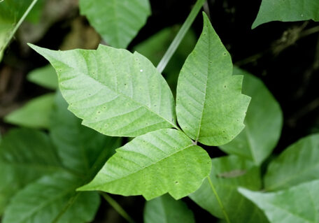 poison ivy