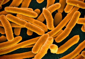 e coli wikimedia