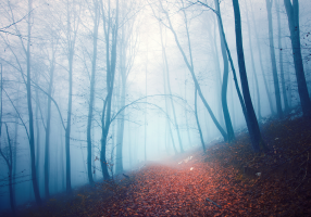 foggy forrest