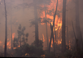 forest fire wikimedia