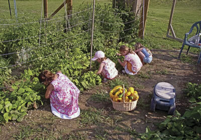 garden_beanharvest