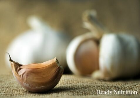 Growing your own supply of fresh garlic guarantees a constant supply of natural medicine and natural antibiotics. #ReadyNutrition