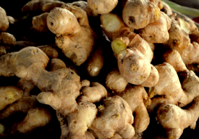 ginger root public domain