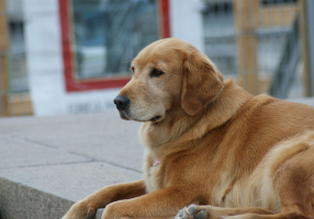 golden retriever