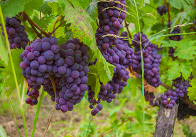 grapes