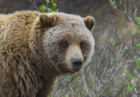 grizzly bear wikimedia