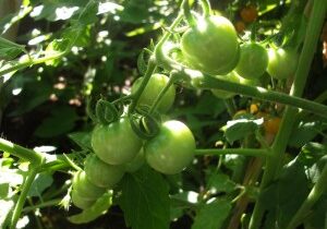 heirloom-tomatoes-300x225