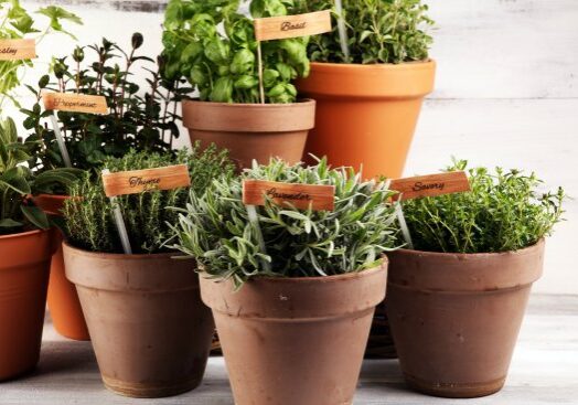 Adding herbs to the garden is a great way to add more sustainability to your yard. Best of all, they serve multiple purposes for a family.