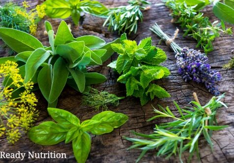 Many of you may be asking why I want to go to all the trouble and grow herbs and roots for natural healing. In short, I want to have lots of options at my disposal in case the hospitals are overwhelmed or there is a medicine shortage. Here are the top 20!