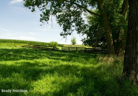 homestead protection