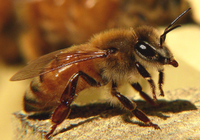 honeybee wikimedia