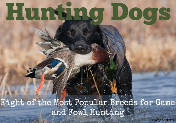 hunting dogs