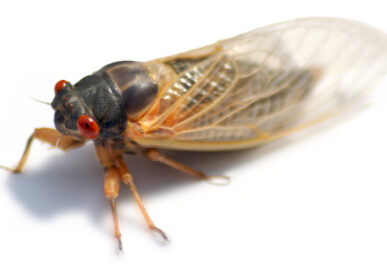 cicada