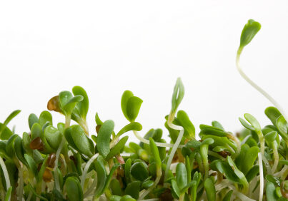 macro of alfalfa sprouts on white background