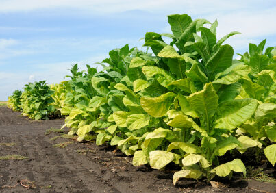 tobacco plant