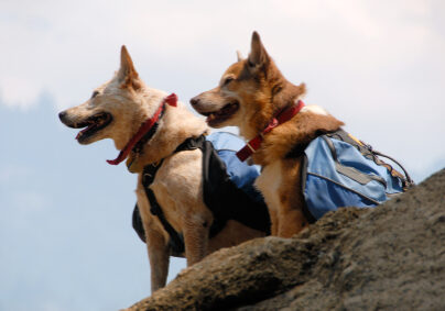 Two dogs with backpacks paused while hiking on a mountain trail.