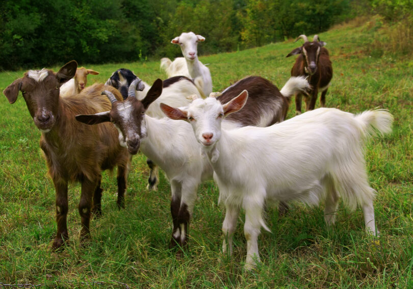 Herd of goats on mountan meadow