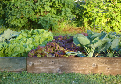 An organic garden on a spring morning