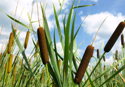 Cattails