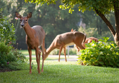 deer-resistant gardens