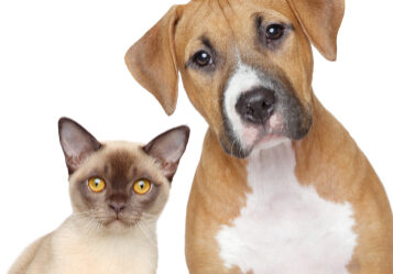 Burmese cat and Staffordshire Terrier portrait on white background