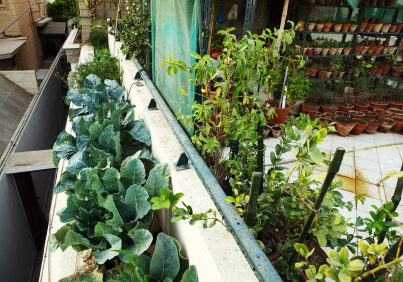 Broccoli, Herbs and vegetable growing organically in planting pots in Terrace Kitchen garden.