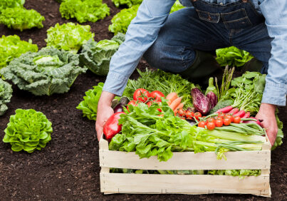 Farmer with wooden box full of ripe vegetables