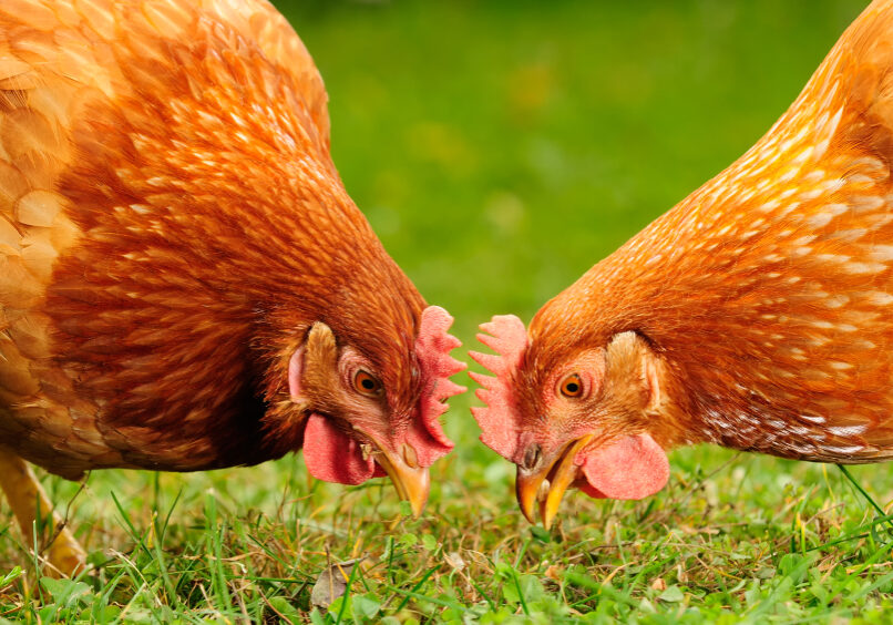 Chickens Eating Grains and Grass