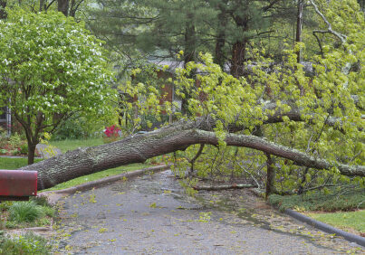 A large oak tree is downed by a storm and falls across a neigborhood street taking electrical wires down with it