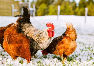 winter chickens