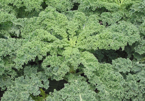 kale wikimedia