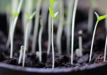 leggy seedlings