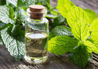 lemonbalm