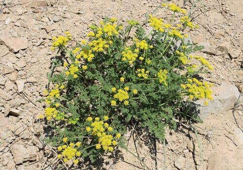 lomatium