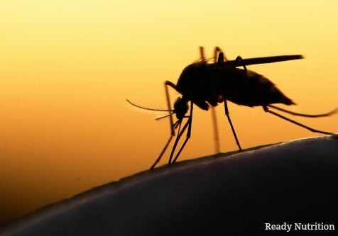 mosquito on human skin at sunset