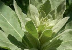 mullein