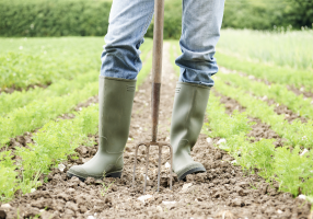 organic farm