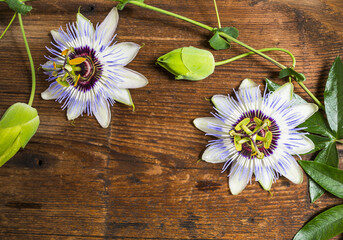 passionflower