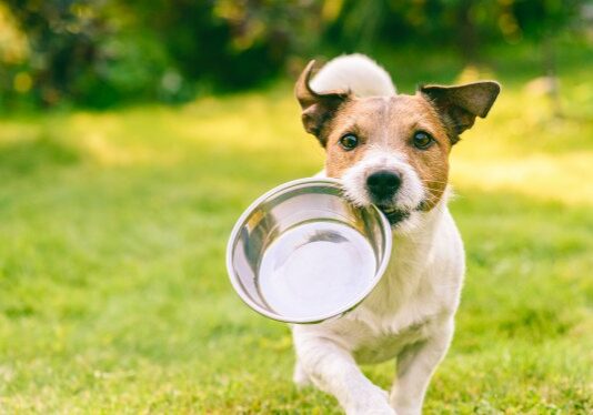 Let's say that even though you stored some pet food in with your emergency supplies, sometimes the emergency can last longer than you expected and you run out of pet food. What do you do?