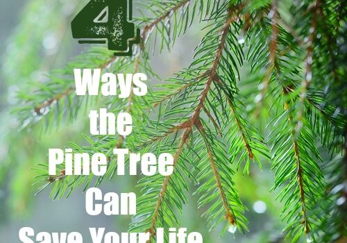 pine tree