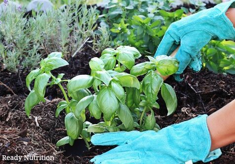 planting an herb garden