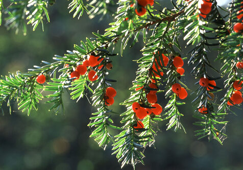 poisonous plants