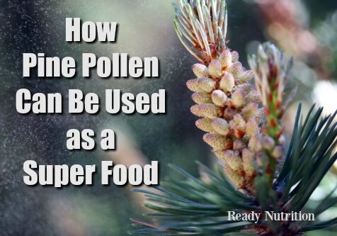 pine pollen